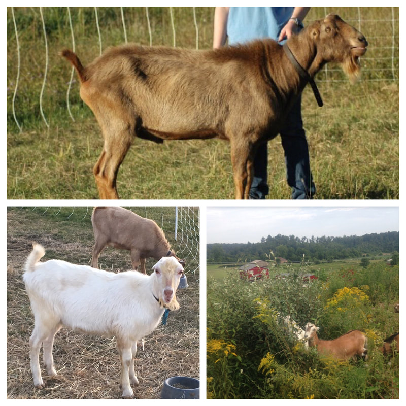 Lamancha Dairy Goats - SIROCCO RIDGE FARM